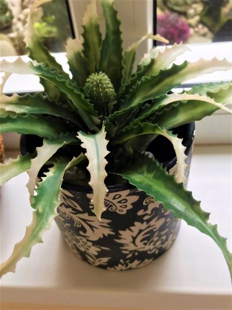 Črepník  so sukulentom, 