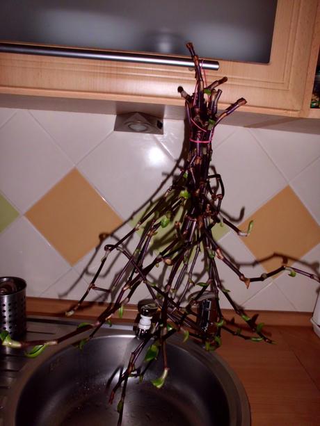 Kalísia voňavá tinktúra -extra silná-60 per. lieh,