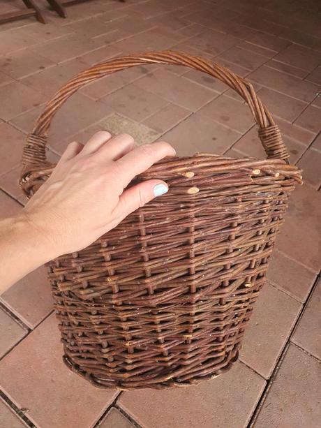 Veľký prútený kos, 