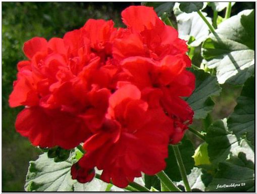 Muškátiky - nestarnúca klasika