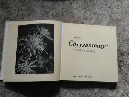 Chryzantémy, 