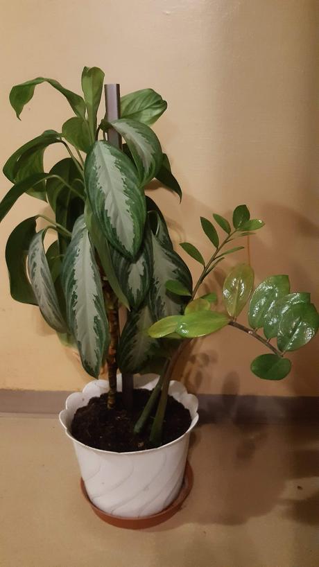 Predám kvet v bielom črepniku., 