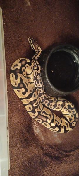 Rada - určenie kresby