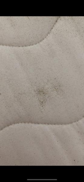 Je to trus od ploštice?