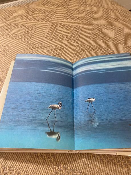 Krásna kniha o afrike safari pod kilimandžárom,