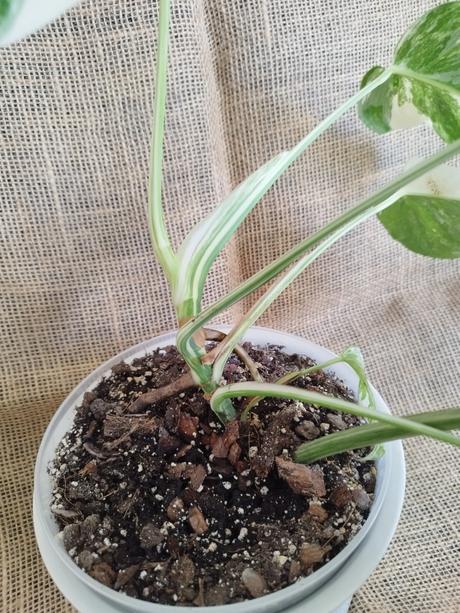 Monstera albo, 