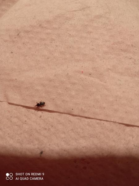 Čo to je za chrobáka?