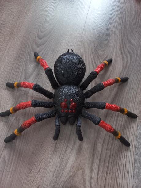 Chodiaci pavúk, 
