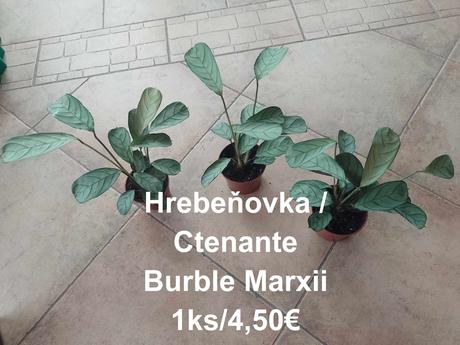 Izbové kvetinky,