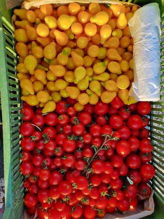 Cherry paradajky, 