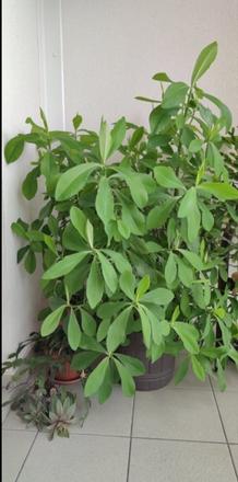 Gumovník alias synadenium grantii, 