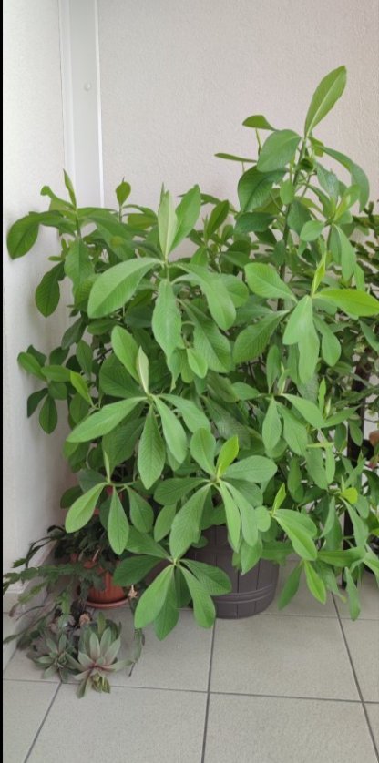 Gumovník alias synadenium grantii, 