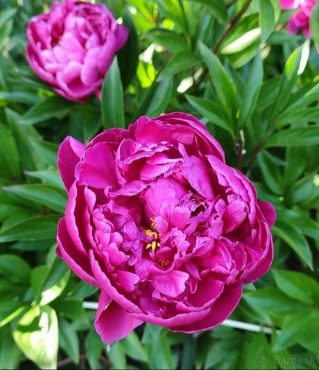 Pivonka, peony tmavoružové, carl rosenfield, 