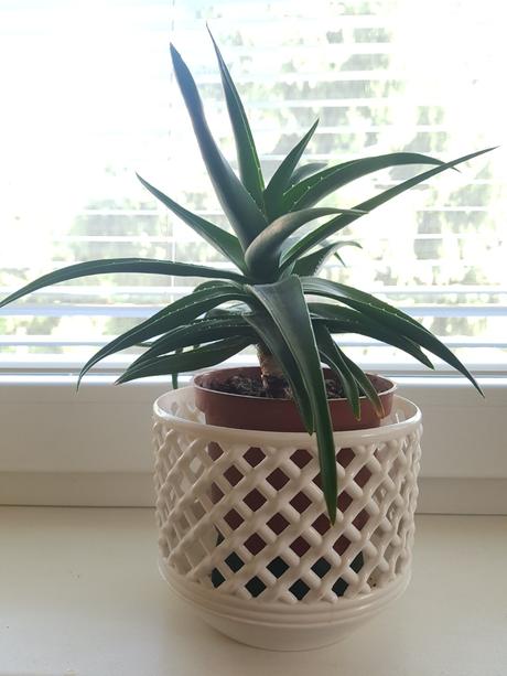 Vzdyzelene izbove kvety / rastlinky - rozne,