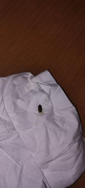 Identifikácia hmyzu na strope