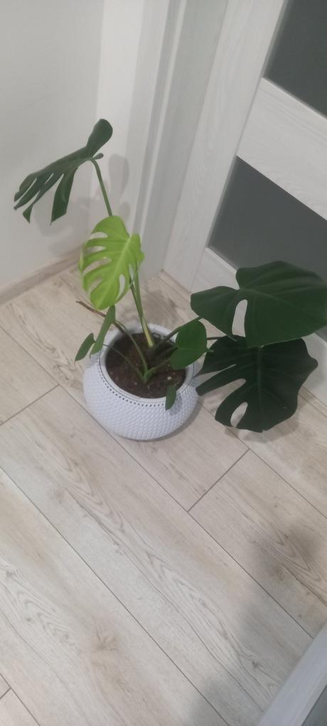 Monstera, 