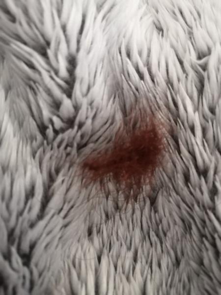 Vypadané vlasy cca 6 dní po poslednom umytí