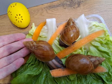 Africký slimáci lissachatina fulica caramel,