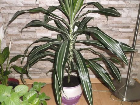 Dracena, rýmovník, lopatkovec, 