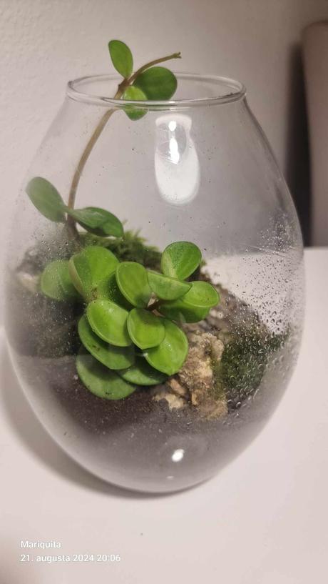 Rastlinnee terarium zahradka v skle,