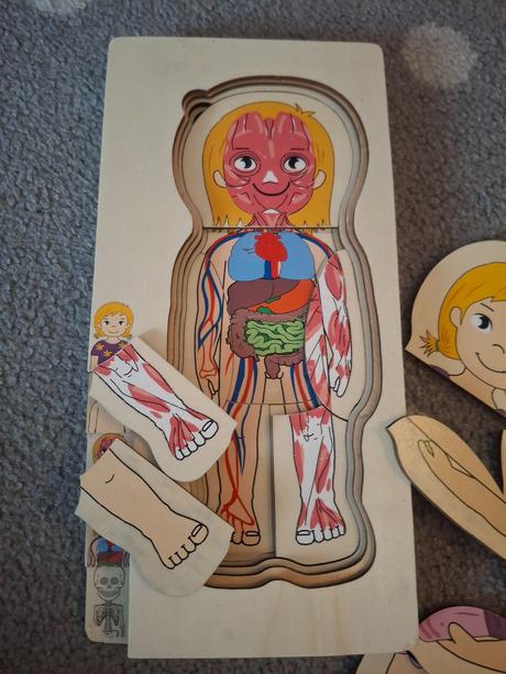 Drevena naucna hra ludske telo dievca,