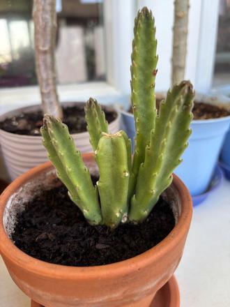 Sukulenty stapelia gigantea, 