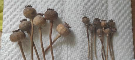 Makovice,