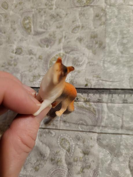 Zvierata - nosorozec kolia,