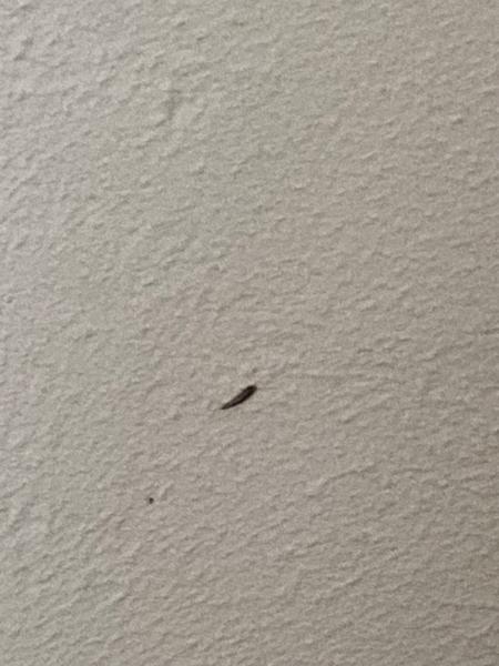 Čo za chrobáka som našiel pri posteli?