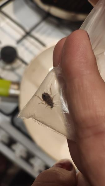 Aký to je chrobák?