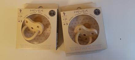 Cumel hevea - 2ks od troch mesiacov, 