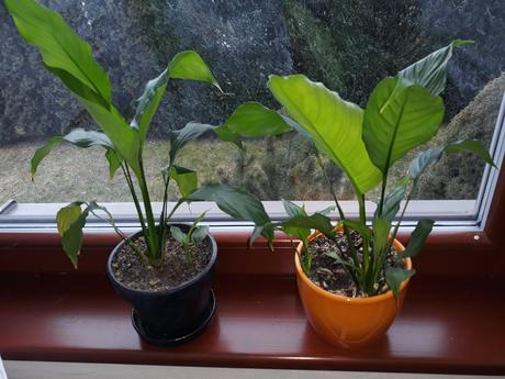 Lopatkovec  rastlinky, 