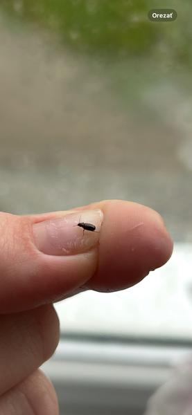 Identifikovanie hmyzu nájdeného doma