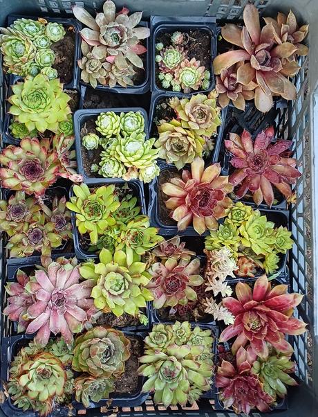 Ružové skalné ruže, 