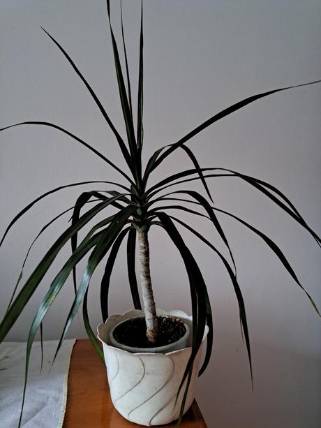 Tradeskancia, izbové rastliny, 