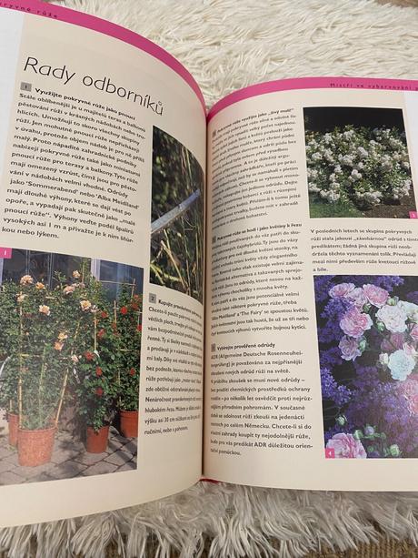 Ruže pre každého robert markley kvety ruža,