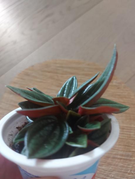 Peperomia caperata rosso - 6 velkosti,