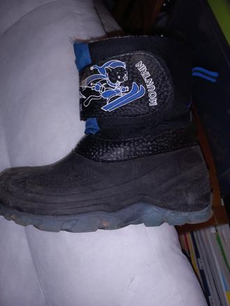 Snehule svietiace, 29