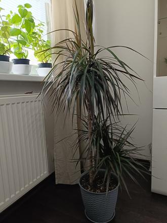 Dracena lemovana 125cm,