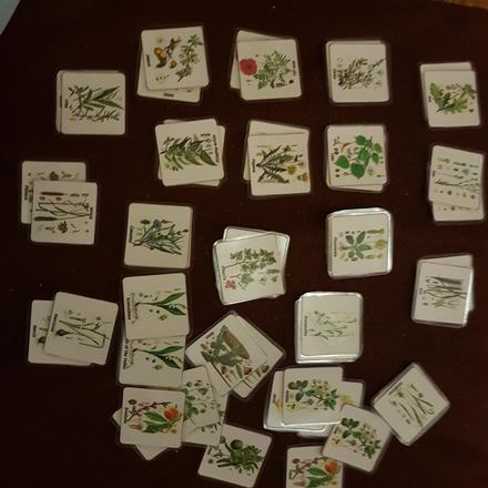 Pexeso kvety v angličtine, 