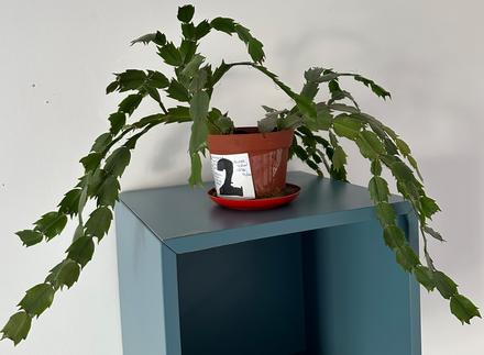Vianočný kaktus (schlumbergera) izbová rastlina, 