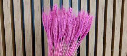 Dekoračné sušené žito - ružové, 