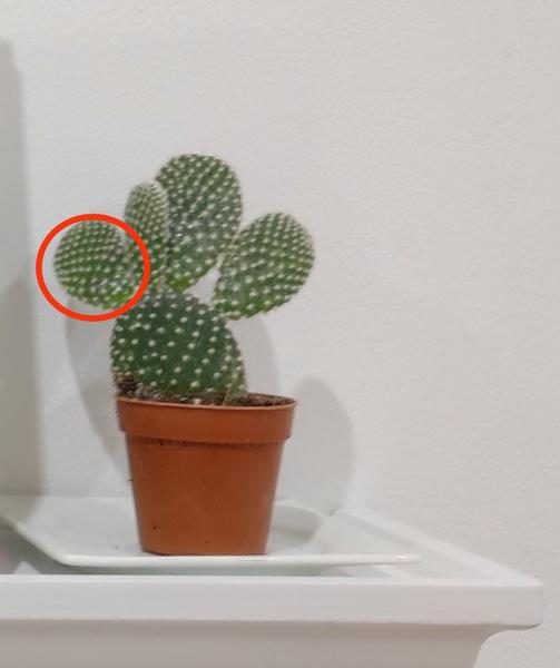 Zlomená časť na kaktuse