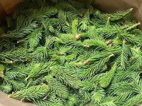 Smrekovy sirup z výhonkov, 