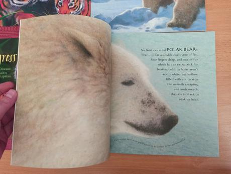 Ice bear /  tigress zositkove odborne, 