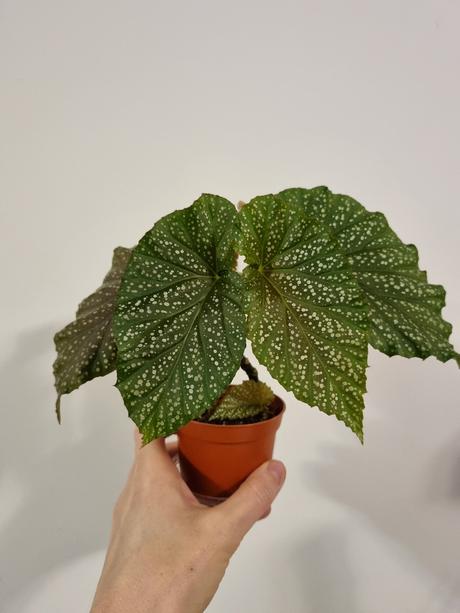 Izbová rastlina begónia koralová, 