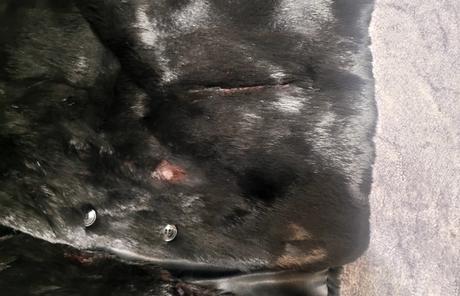 Krátky čierny kožuch (pravdepodobne norka/nutria), m