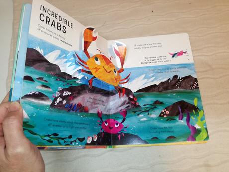 Curious kids pop ups bugs & minibeasts nau20, 