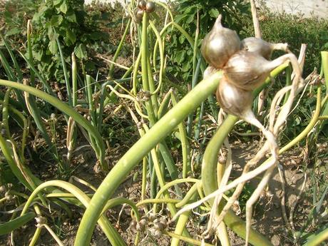 Semienka - zdravý balíček,