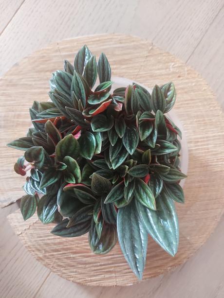 Peperomia caperata rosso - 6 velkosti,